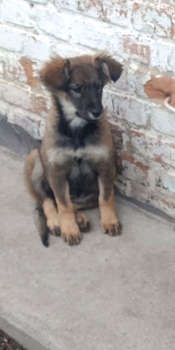 Бездомна дівчинка шукає люблячу родину