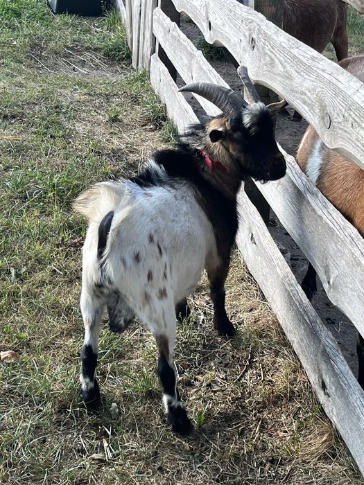 Koziołek miniaturka