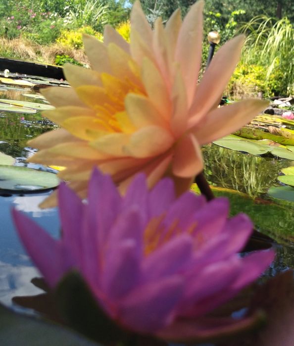 Нимфеи в прудик продам