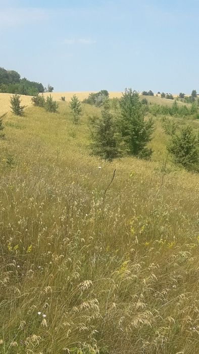 Продаж 5-ти зем. діл-к в с. Виграїв Корсунь-Шевченківськ. району