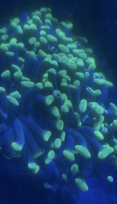 Coral euphilia parancora grafted