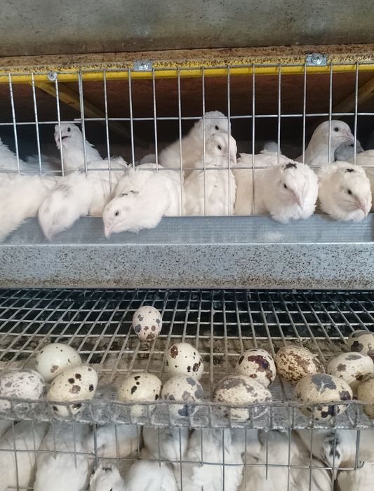 Всегда в наличии!!! Подрощеные и несушка (Техас)