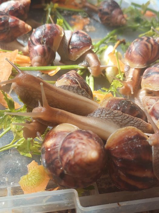 Улитка Ахатина трехгодичные