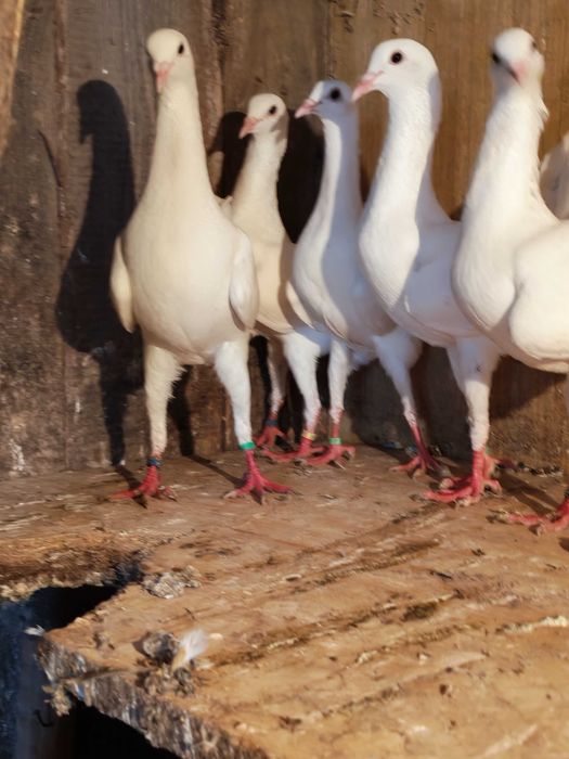 kurak kuraki maltańskie brodawczak