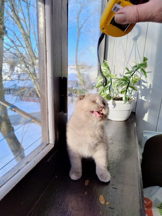 Кошенята вісловушки