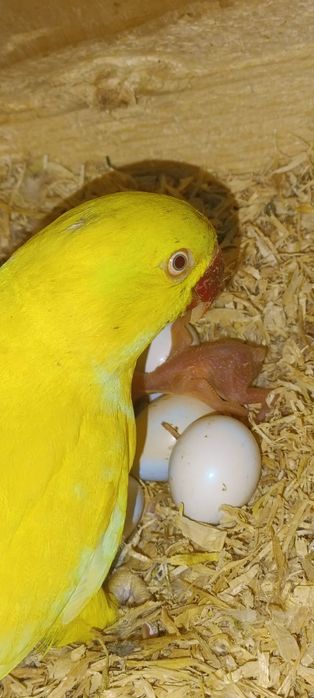 Ring necks criar a mão