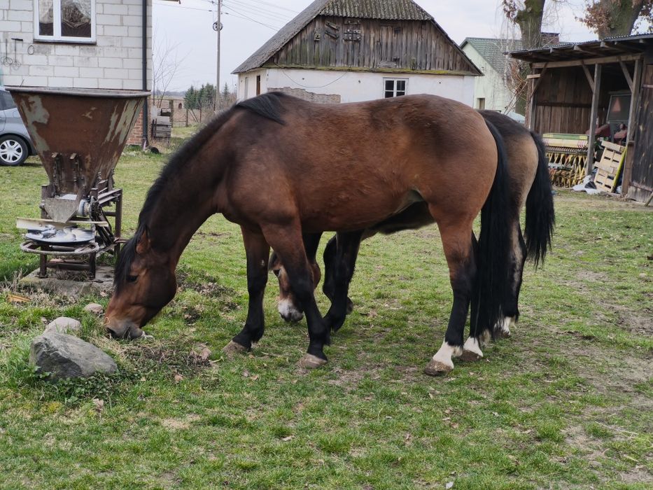 Klacz małopolska nn