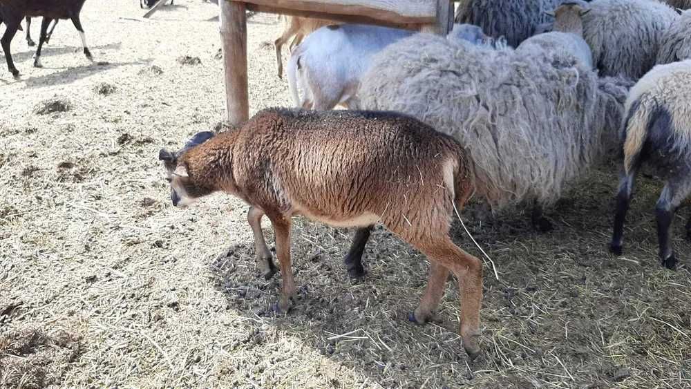 Baranina świeże mięso tusze naturalnie chowane z gospodarstwa !