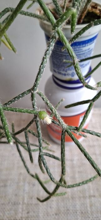 Рипсаліс волосоподібний і др.