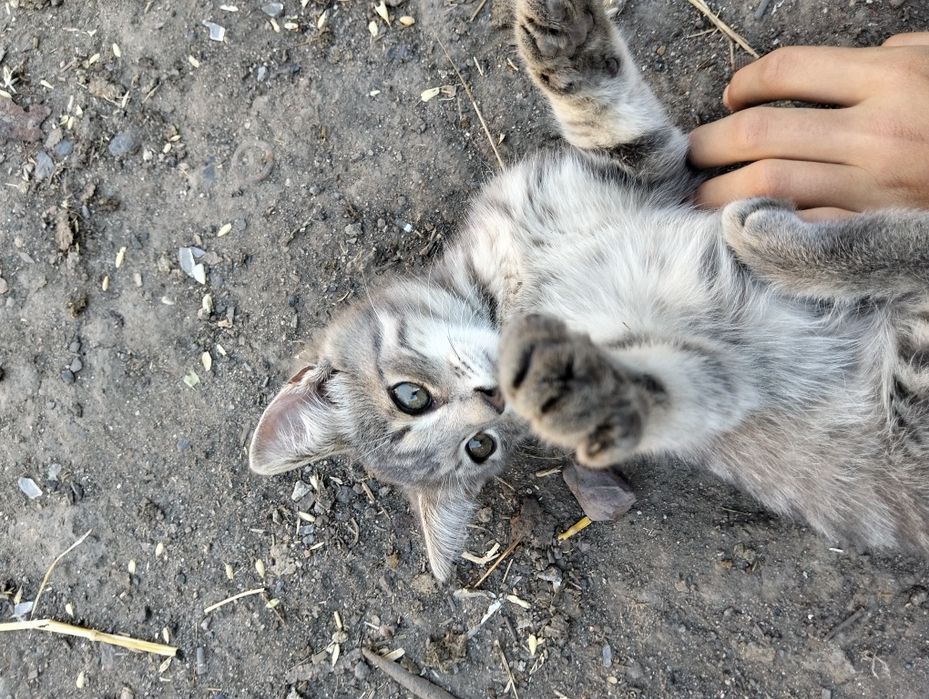 Віддам котика в хороші руки