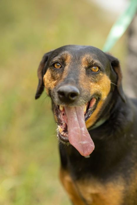 Nadir do adopcji