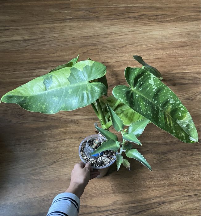 Philodendron Jose Buono