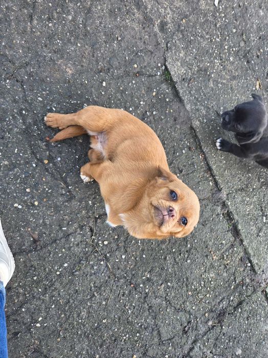 Oddam pieski w dobre ręce