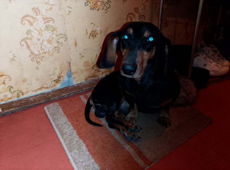 Допомога тваринці