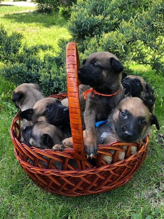 Питомник. Малинуа. Немецкая овчарка