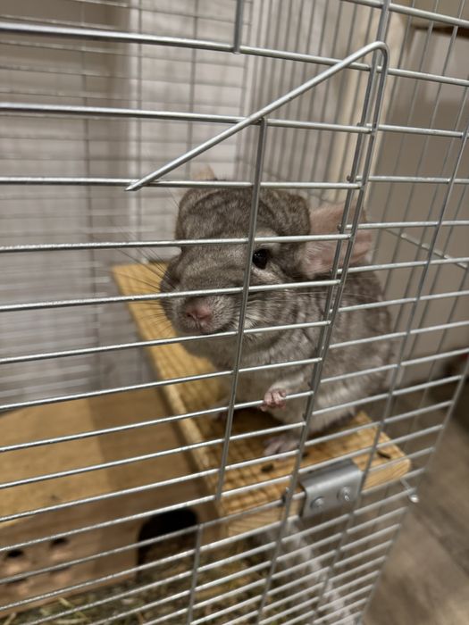 Шиншилла 1 рік, продам