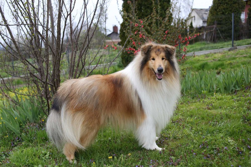 Owczarek szkocki długowłosy FCI sunia tricolor