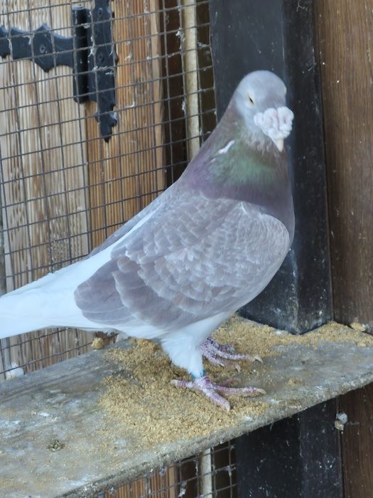 Gołebie  Staropolskie