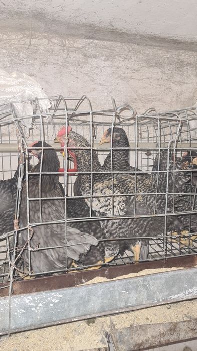 Кури Домінант на яйця