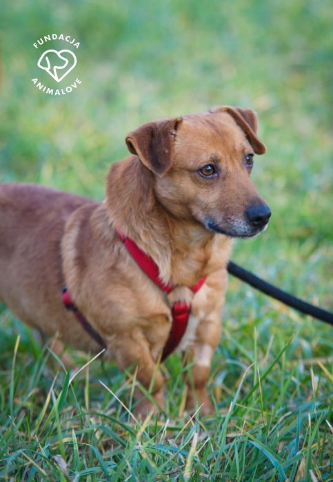 Cudowny i radosny mały psiak w typie jamnika