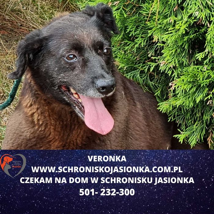 Veronka do adopcji – Schronisko Jasionka