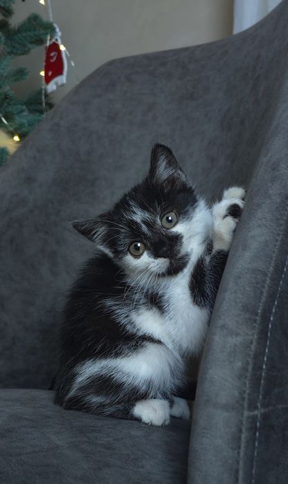 Кошеня, кіт, котик, киця