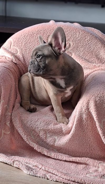 Buldog francuski-piękny Mr Bubble