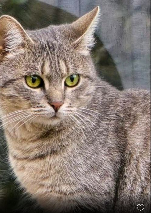 Кішечка стерилізована молоденька