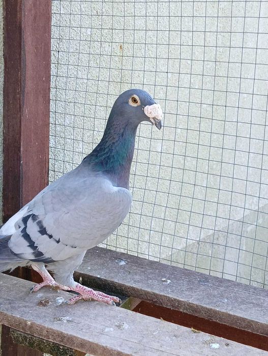 Gołebie Stara rasa Rzeszowskie