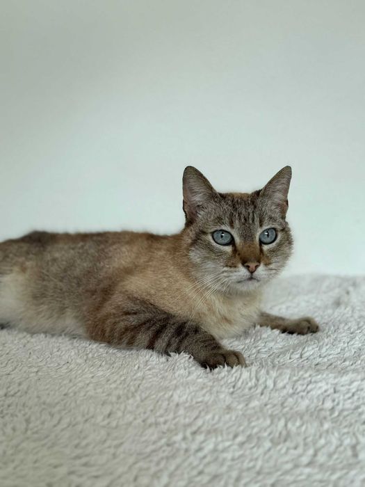 Gato para adoçao (Julio)