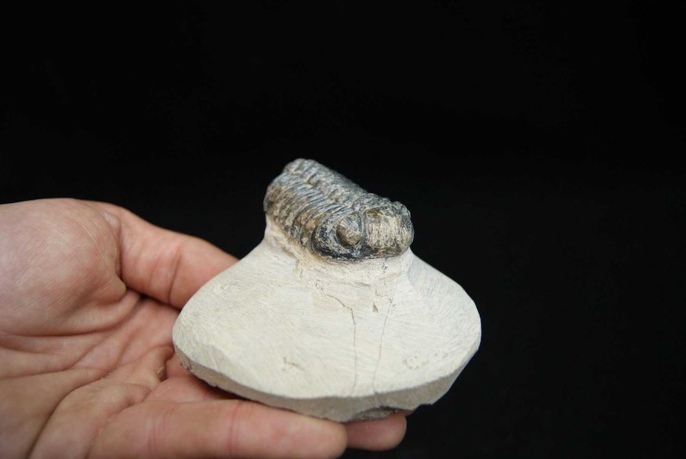 Fossil trilobite Morocops ovatus