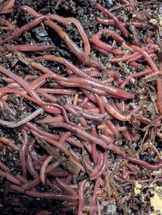 Robaki gnojaki 140/kg