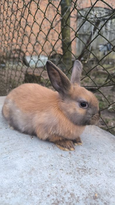 Króliki Miniaturki