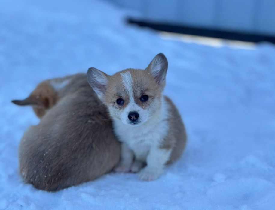 Вельш коргі у продажу цуценята дівчатка та хлопчики