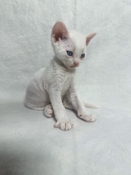 Котики Девон рекс/Devon rex