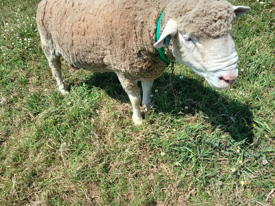 Ovelha e carneiro ile de france puros