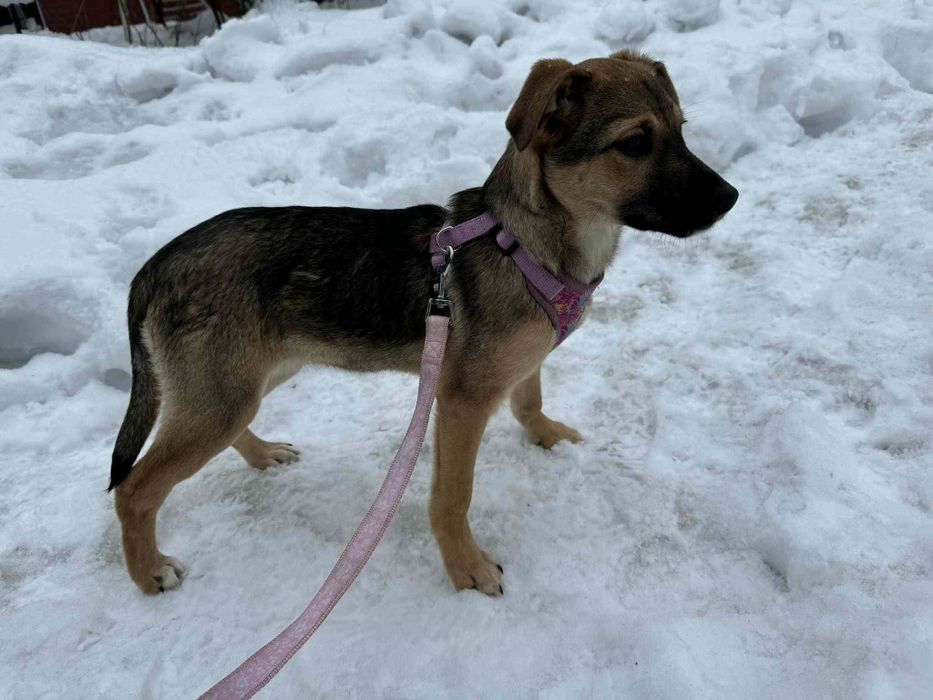 Pyza szczeniaczek pilnie prosi o dom