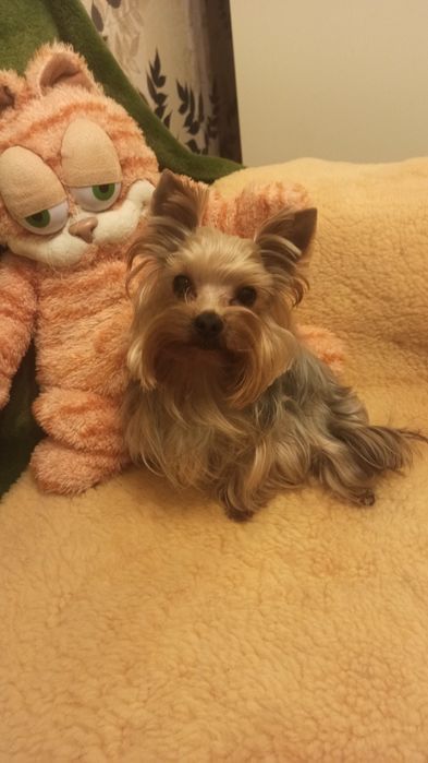 Мини Йорик ищет себе невесту