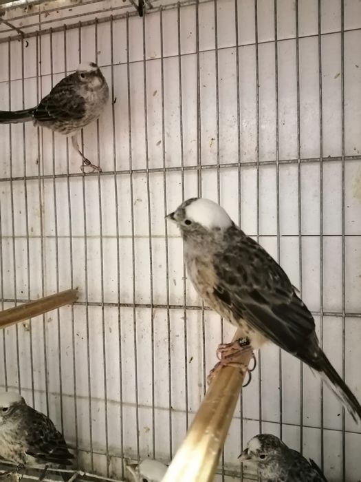 Canários lizard Cascais