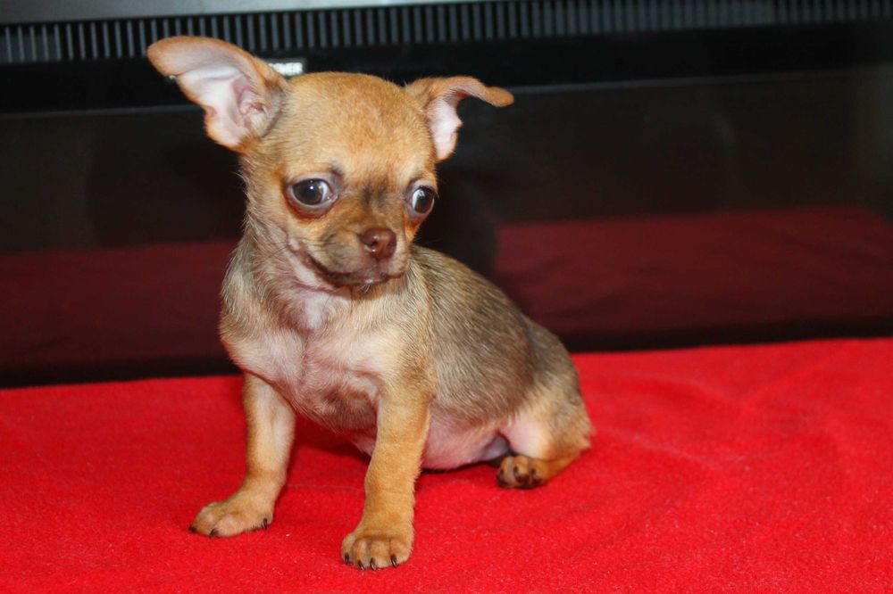 Chihuahua śliczna mini suczka - już do odbioru