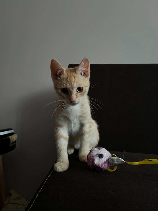 3 miesięczne kociaki do adopcji.