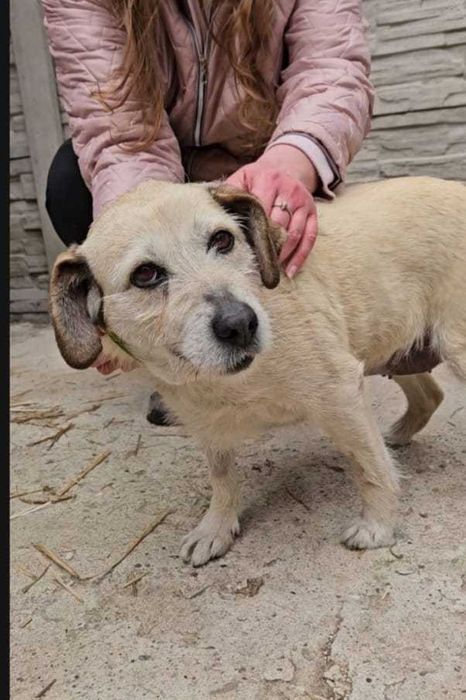 Daisy – najwierniejsze serce, które wciąż czeka