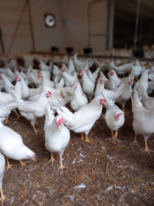 Kury Nioski Leghorn 24 tygodnie! Wysyłka od 10 sztuk.