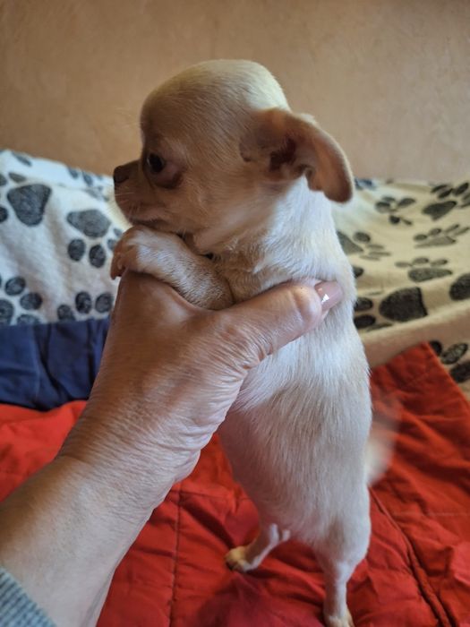 Девочка чихуахуа.