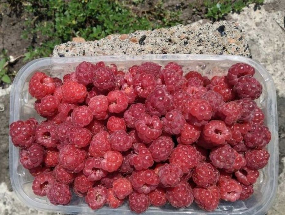 Продам саженцы вкуснейший малины.