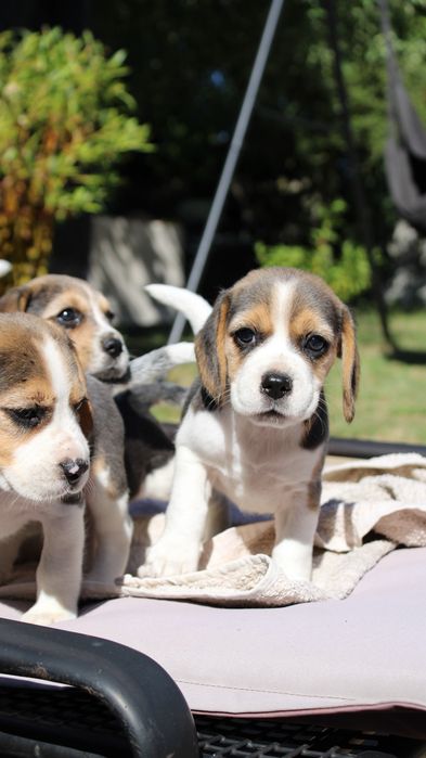 Śliczne szczeniaki beagle