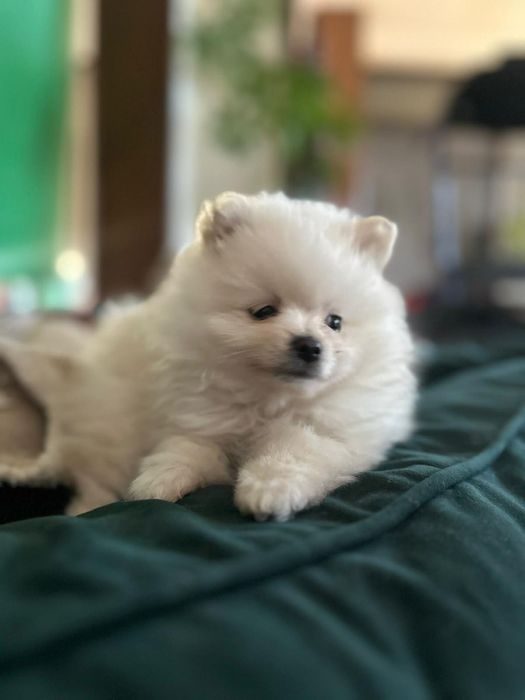 Pomeranian przepiękny chłopiec !