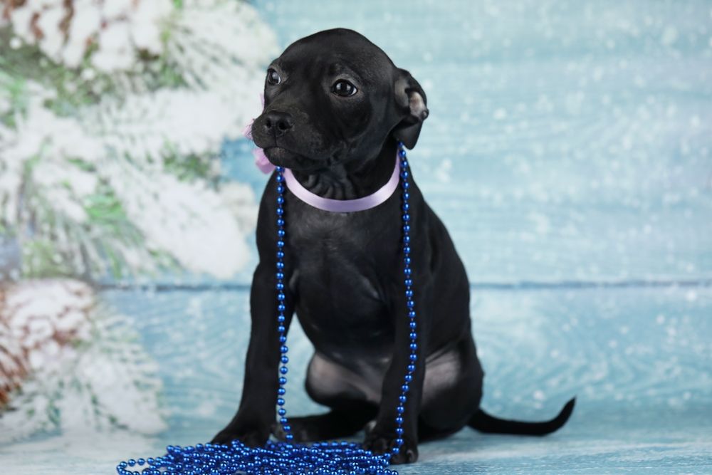 Чорна красуня Пітбуля.Амереканський Пітбультер'єр.Піт