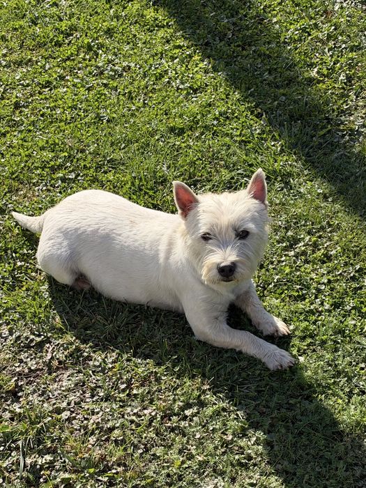West Highland White Terrier