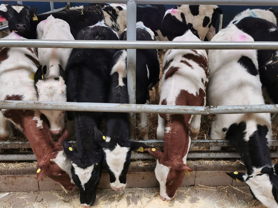 Odsadki mięsne hereford